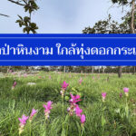 ใหม่ 8 ที่พักเทพสถิต ราคาถูก ใกล้ทุ่งดอกกระเจียว ป่าหินงาม